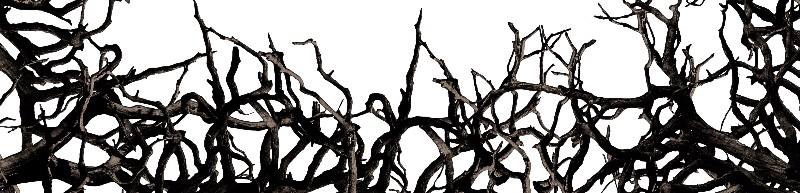 https://www.clipartwiki.com/iclip/TJbRib_dead-tree-branch-frame-border-png-clipart-free/